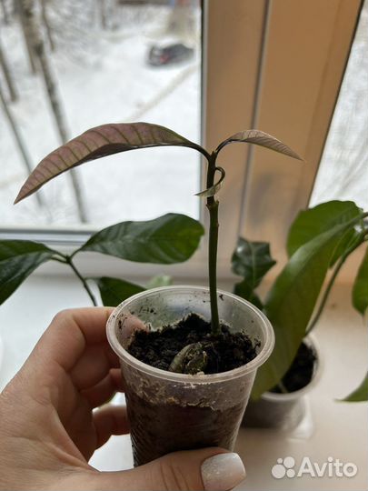 Манго авокадо деревца из косточки