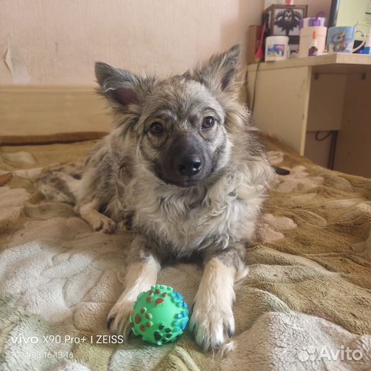 Собака в добрые руки