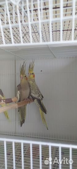 Попугай корелла птенецы