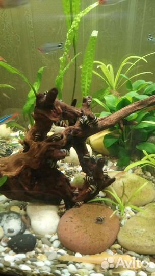 Улитка хелена