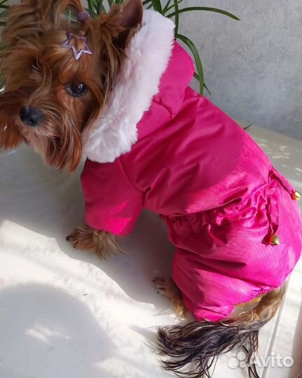 Одежда для собак