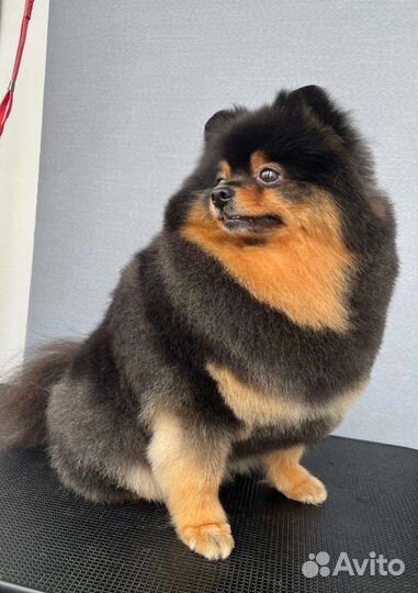 Стрижка собак