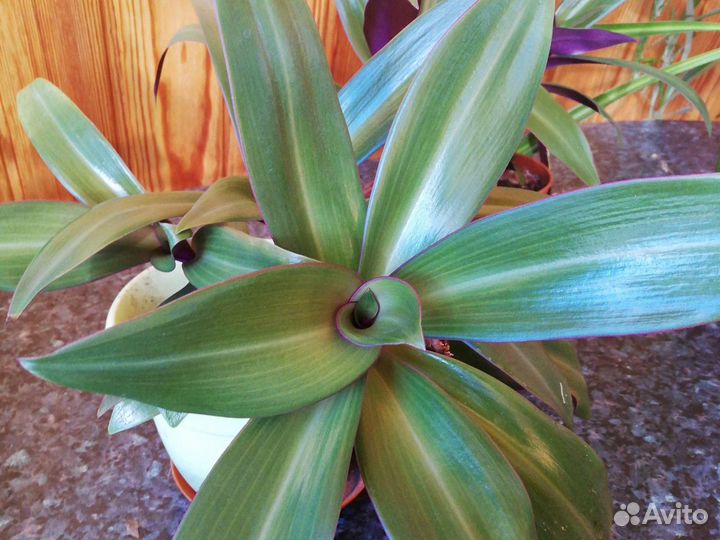 Комнатные растения