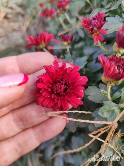 Хризантема мультифлора