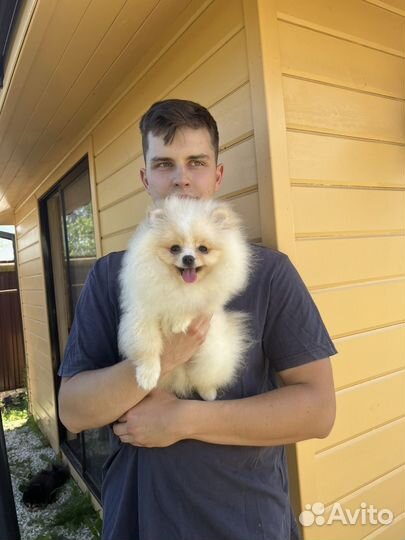 Померанский шпиц мини