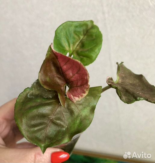 Сингониум клубничный лед galaxy, т25