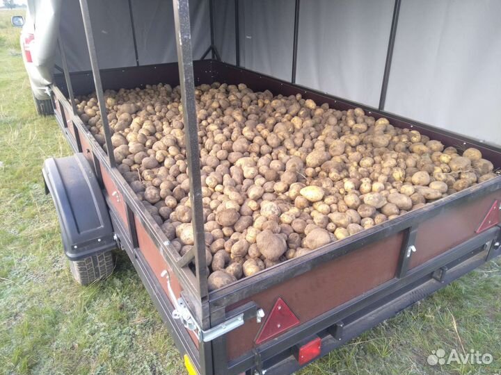 Картофель адретта со своего огорода