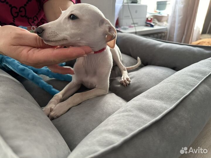 Щенки левретки