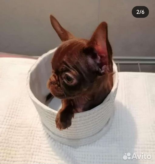 Вязка чихуахуа