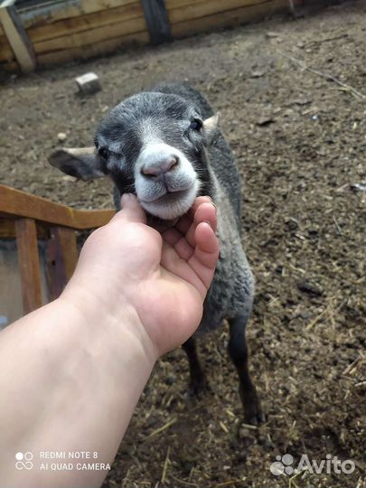Ягнята бараны овцы молодые