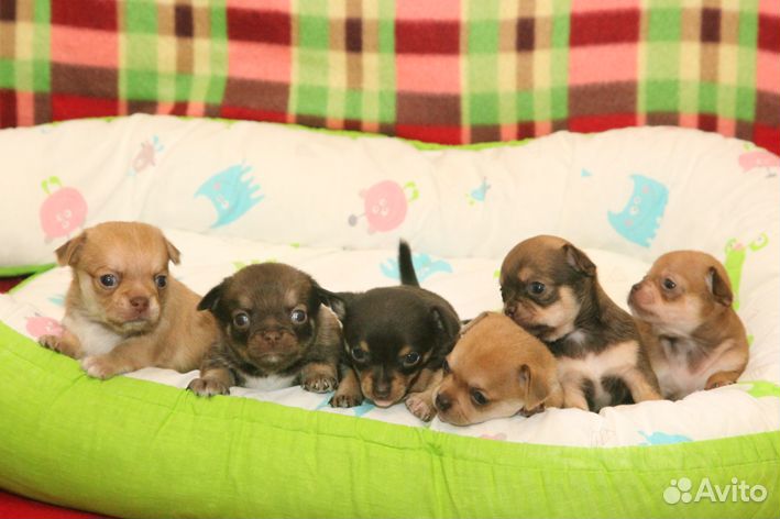 Гладкошерстные девочки И мальчики