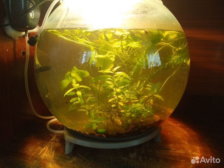 Аквариум. Если у вас так, это ко мне. Гарантия