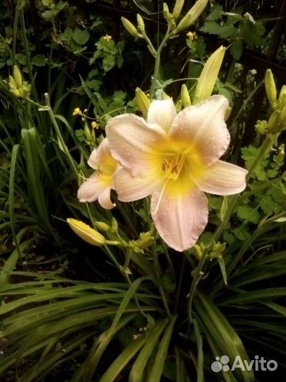 Лилейники сортовые