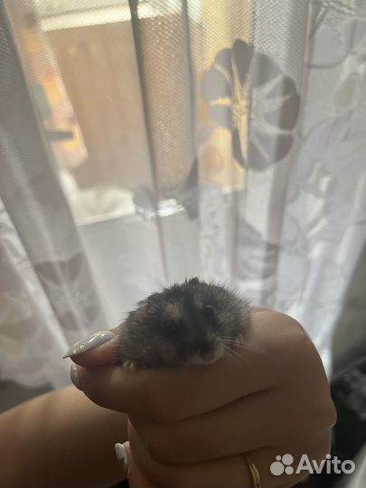 Хомяк с клеткой