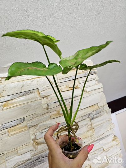 Сингониумы, ароидные