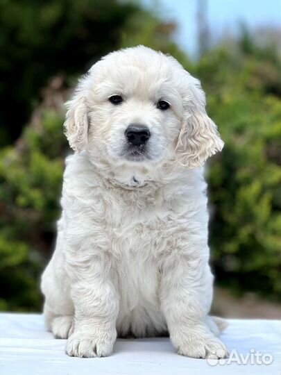 Щенки Золотистого ретривера