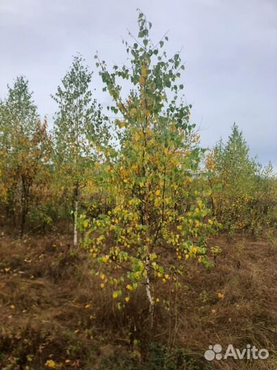 Береза оптом