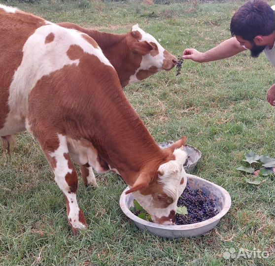Телята бычки 5 6 месяцев