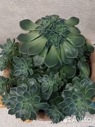 Эхеверия, Панданус, Пуасеттия