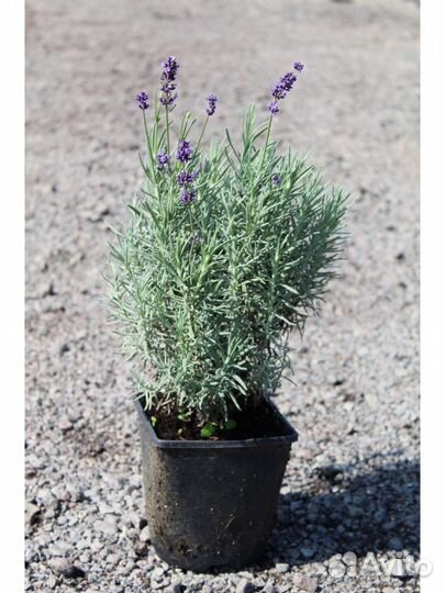 Лаванда, гравилат