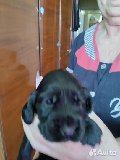 Щенки английского кокер спаниеля