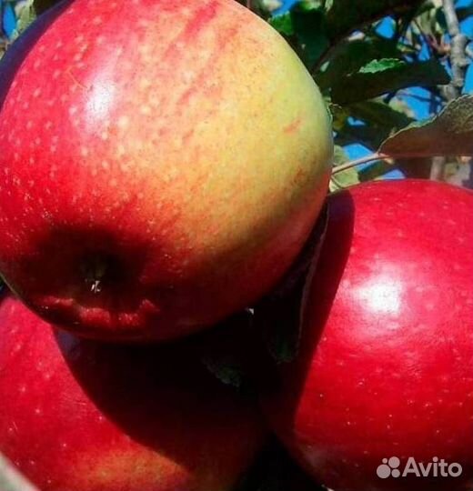 Саженцы яблони Лигол