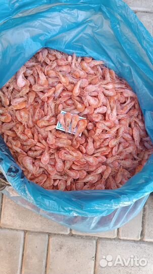 Азовская и черноморская креветка