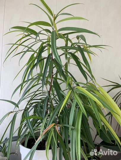 Фикус Али Биннендийка