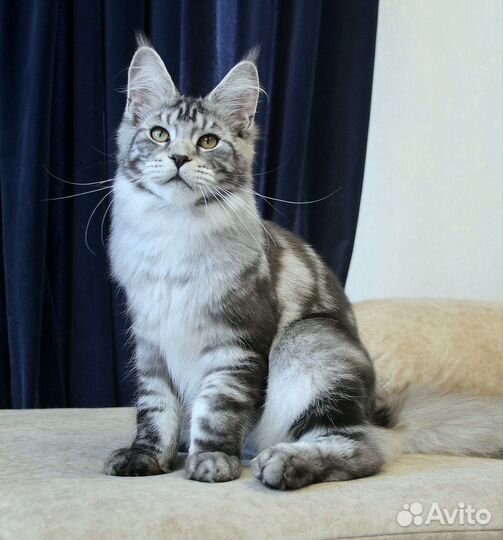 Котята мейн-кун