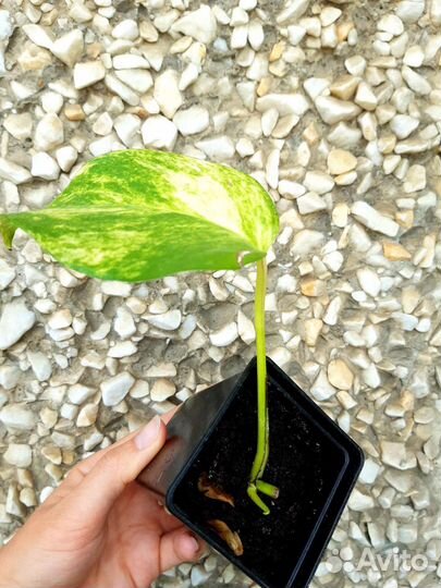 Сциндапсус