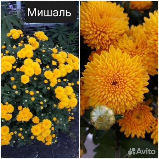 Хризантема