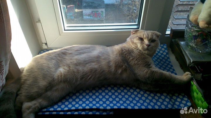 Вязка Шотландский вислоухий кот