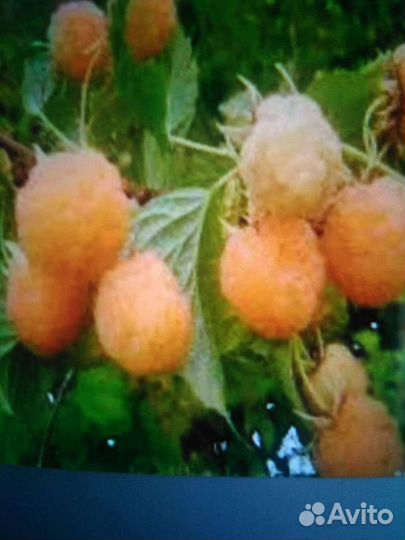 Малина желтая