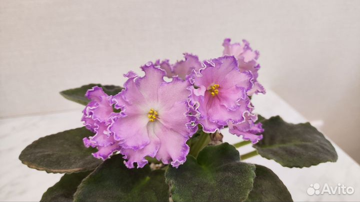 Фиалки сортовые