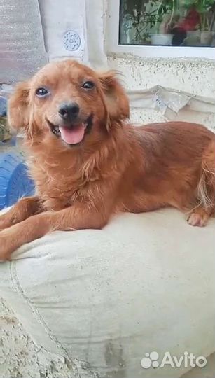 Маленькая собачка в добрые руки