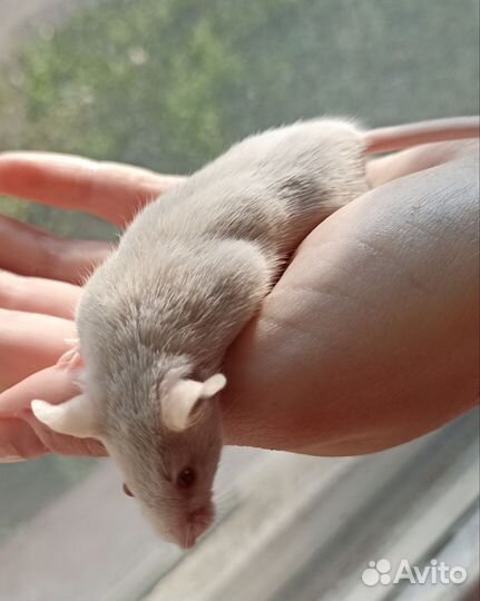 Мышь с клеткой и нужностями