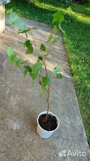 Саженцы березы