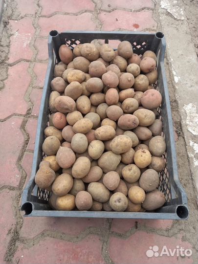 Семенной картофель