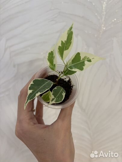 Фикус керли, лакия