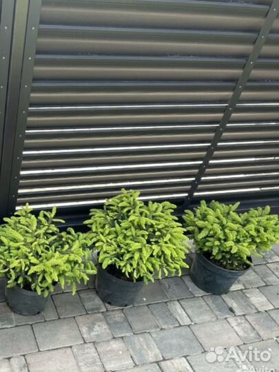 Ель нидиформис