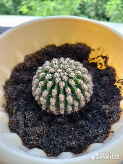 Кактус Царица ночи Echinopsis eyriesii эхинопсисэр