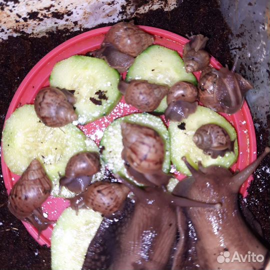 Улитки ахатины бесплатно