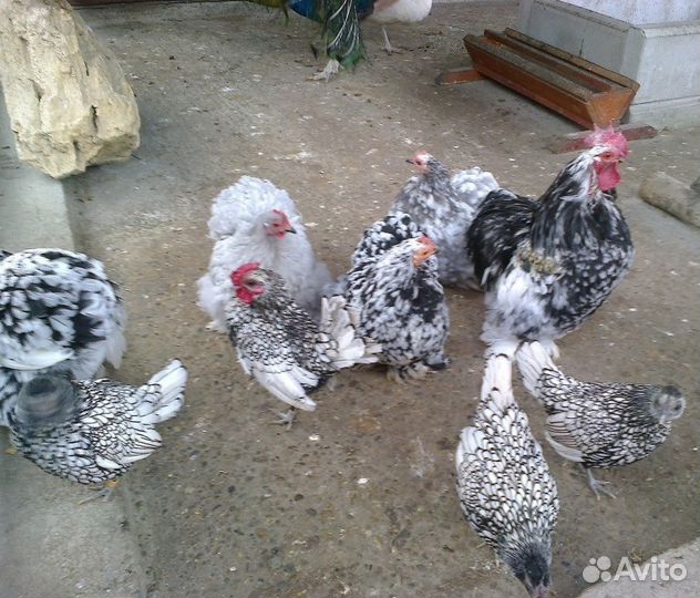 Птичий дворик