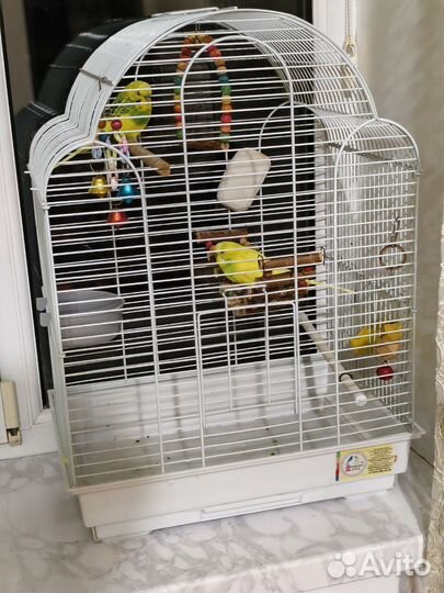 Волнистый попугай