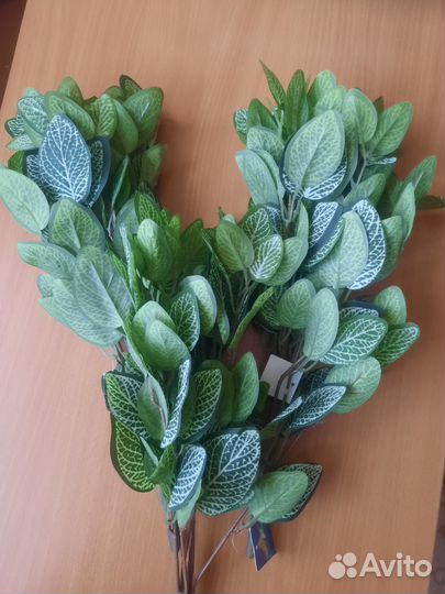 Фиттония искусственная