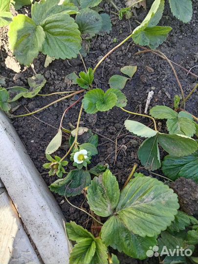 Виктория рассада