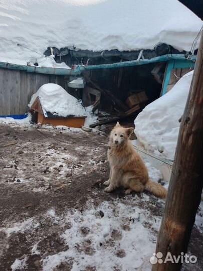 Собака в добрые руки отдам бесплатно