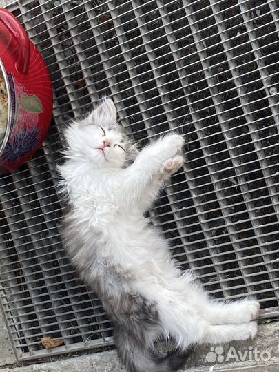 Котики ищут дом