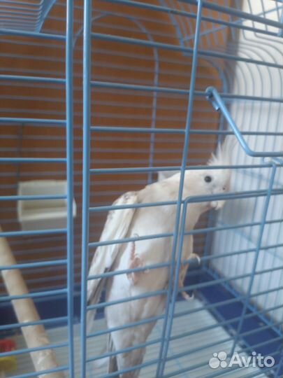 Попугай корелла с клеткой