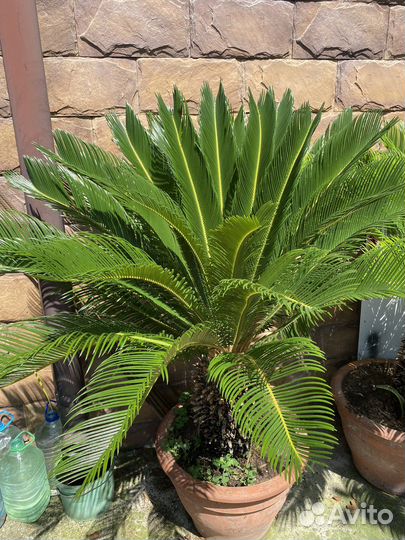 Саговая пальма (саговник, цикас)